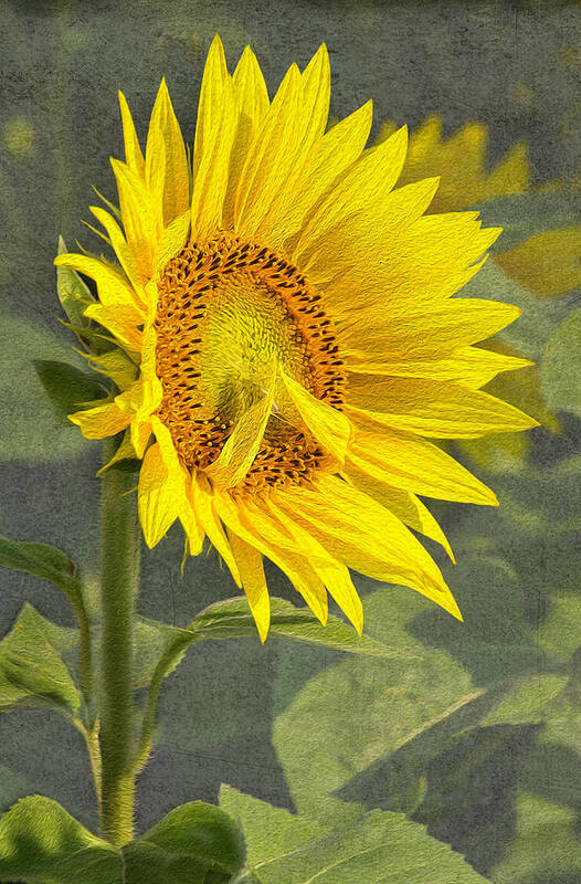 Plants Art Print featuring the photograph A Sunflower's Prayer by Betty Denise