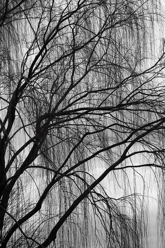 Weeping Art Print featuring the photograph A Weeping Willow In Black And White by Cora Wandel
