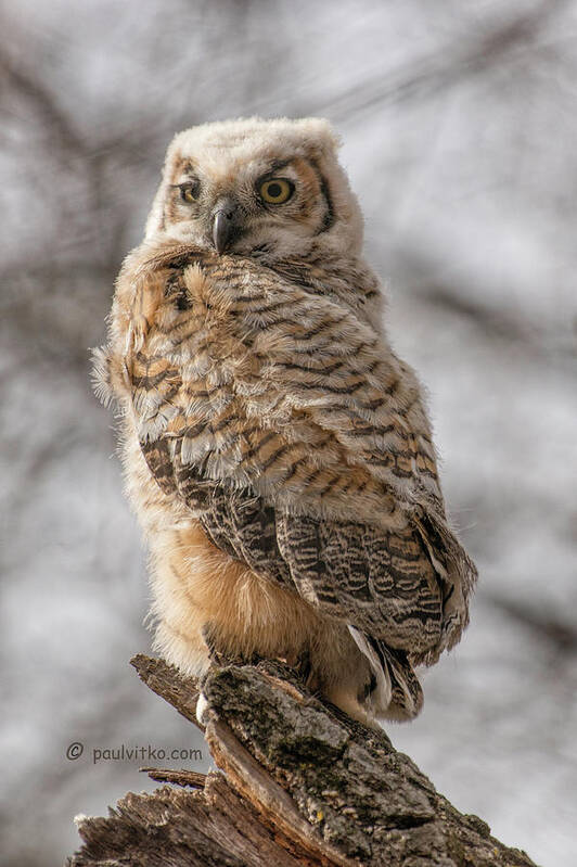  Art Print featuring the photograph Adolescent Owl 09.... by Paul Vitko