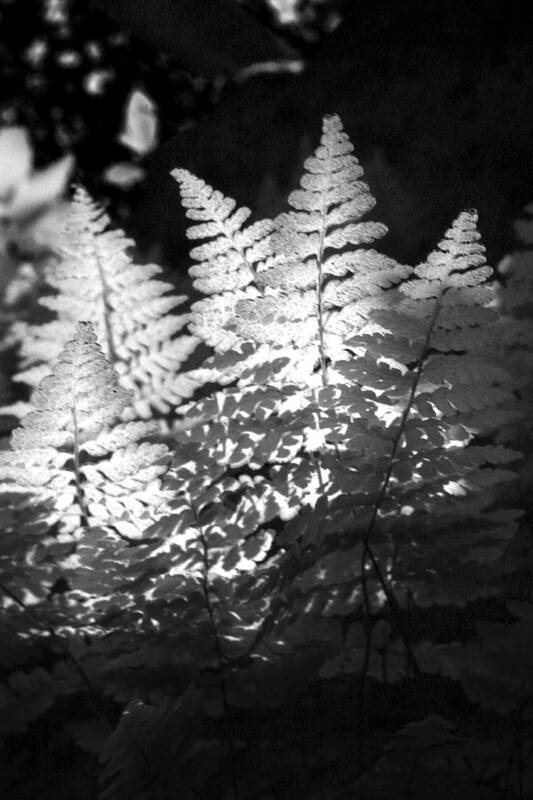 Fern Art Print featuring the photograph After Glow by Randy Oberg