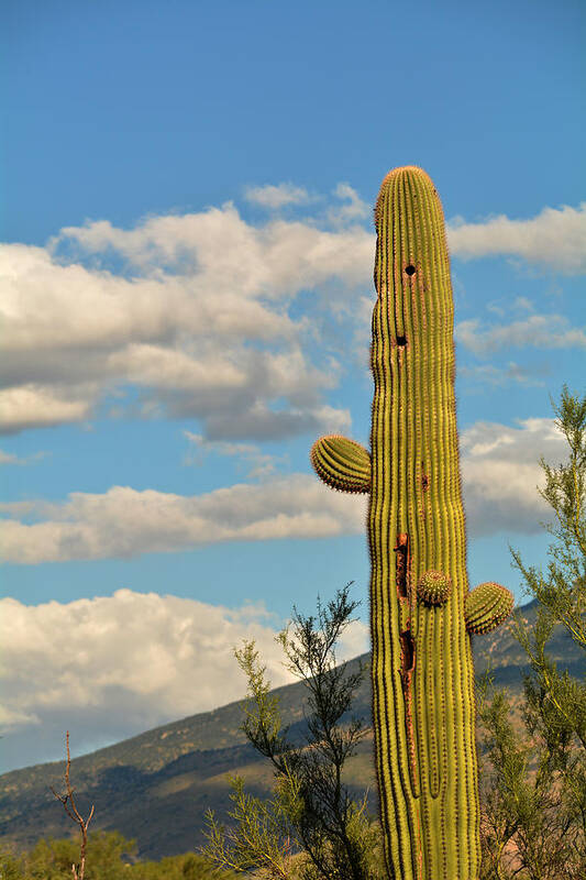 Sagauro Art Print featuring the photograph Afternoon Cactus by Michael McGowan