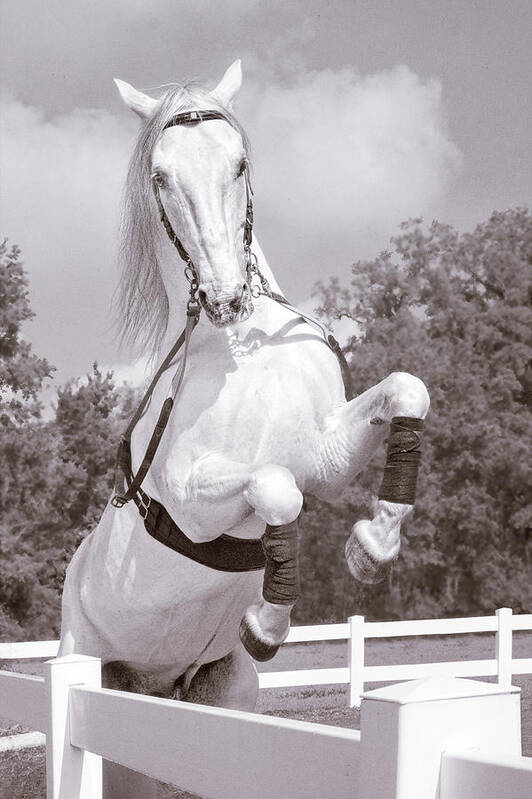 Horse Art Print featuring the photograph Airs Above the Ground - Lipizzan Stallion Rearing by Mitch Spence