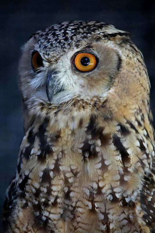 Owl Art Print featuring the photograph Alert by Steve Parr