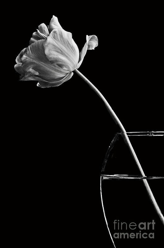 Tulip Art Print featuring the photograph All alone by Marion Galt