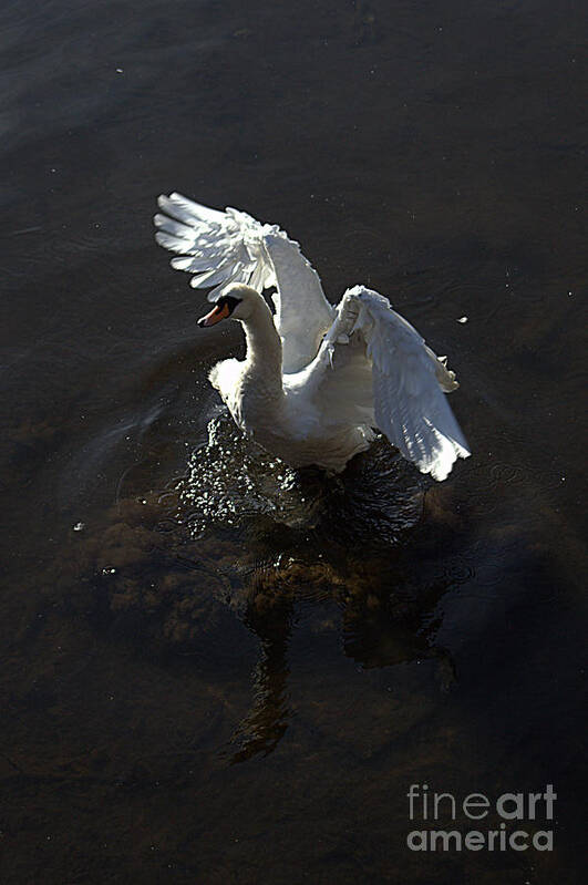 Swan Art Print featuring the photograph All of a flap by Andy Thompson