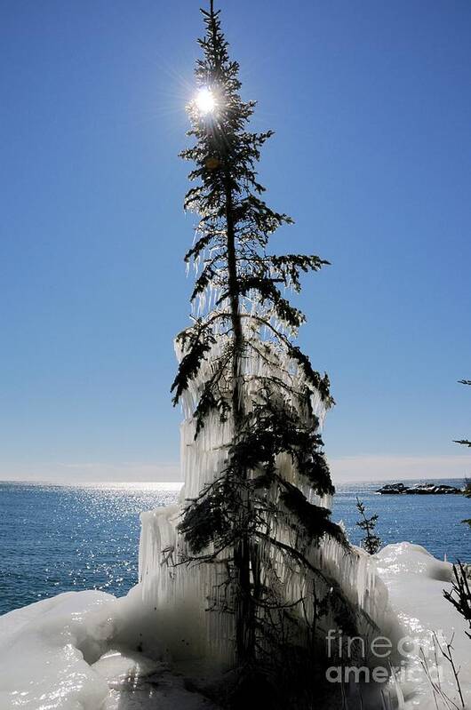 Spruce Tree Art Print featuring the photograph All Spruced Up by Sandra Updyke