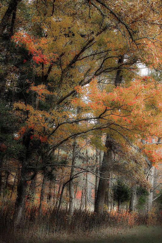 Fall Trees Art Print featuring the photograph Along The Edge Of October by Michael Eingle