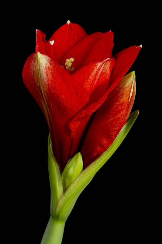 Amaryllis Art Print featuring the photograph Amaryllis 12-23-2010 by James BO Insogna