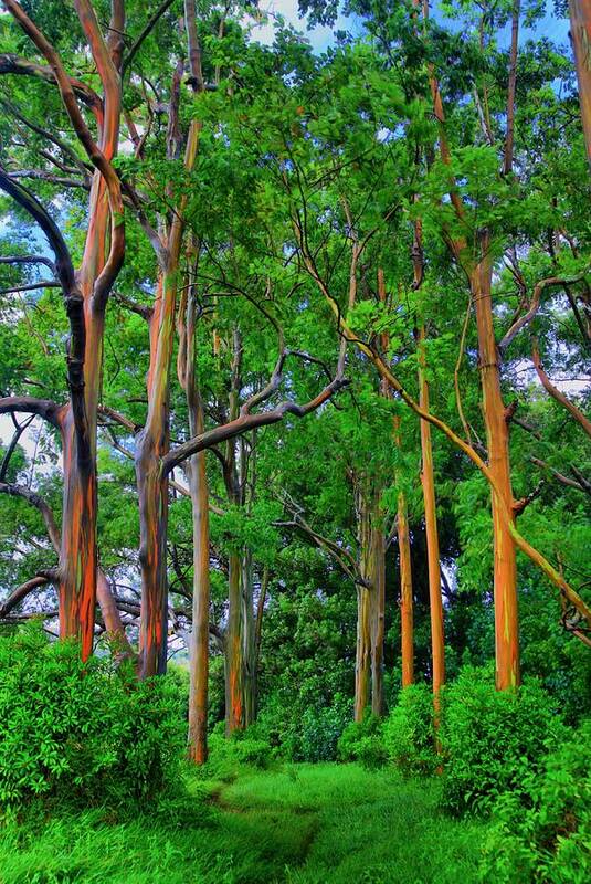 Hdr Art Print featuring the photograph Amazing Rainbow Eucalyptus by DJ Florek