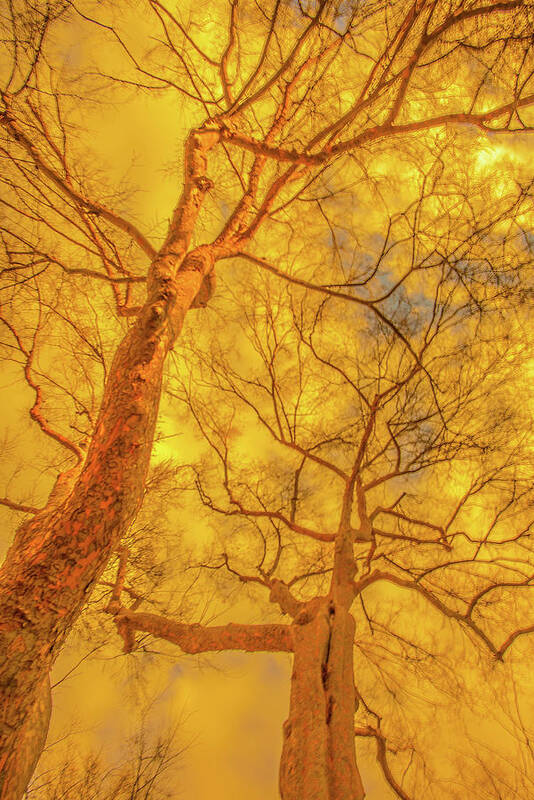 Trees Art Print featuring the photograph Amber Tree Abstract by Bruce Pritchett