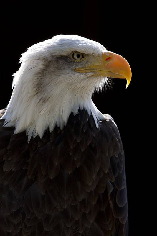 North American Bald Eagle Art Print featuring the photograph American Bald Eagle by Andy Myatt