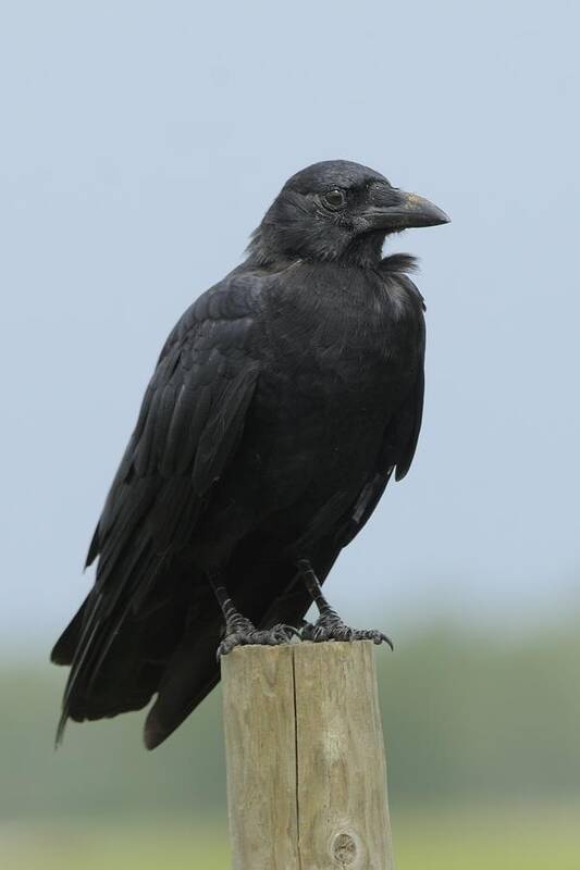 Crow Art Print featuring the photograph American Crow on a Post by Bradford Martin