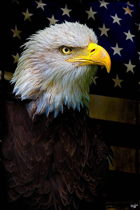 Eagle Art Print featuring the photograph An American Icon by Chris Lord