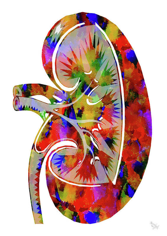 Kidney Art Art Print featuring the mixed media Anatomical Kidney by Ann Leech