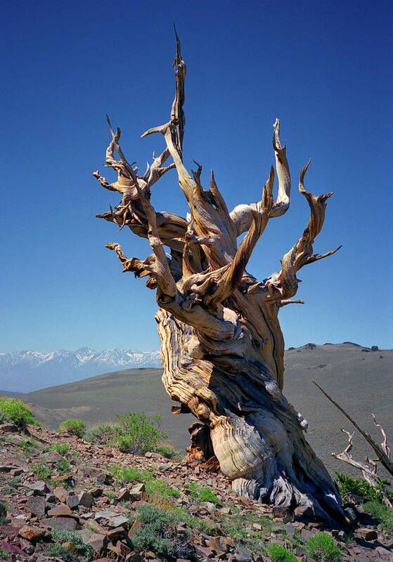 Bristlecone Pine Art Print featuring the photograph Ancient Bristlecone Pine Tree Composition 2, Inyo National Forest, White Mountains, California by Kathy Anselmo