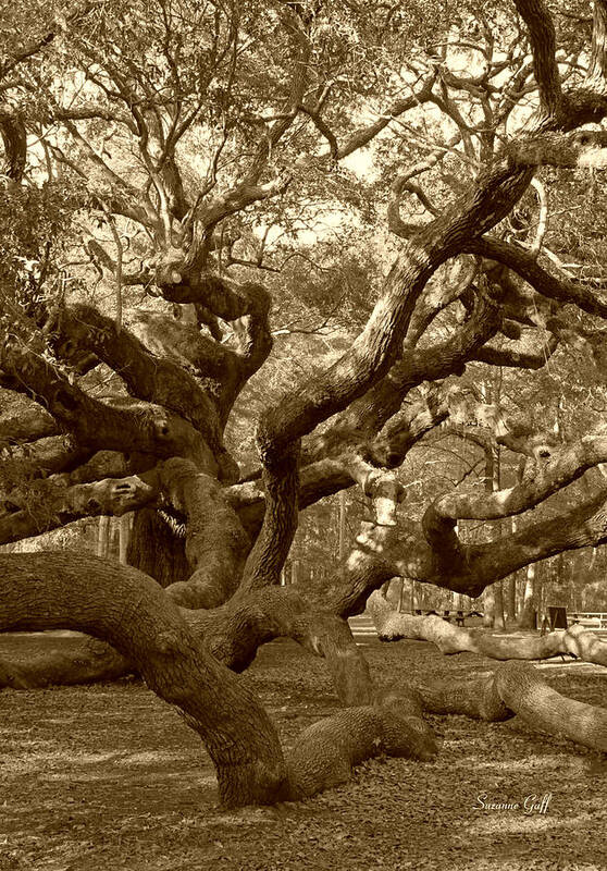 Sepia Art Print featuring the photograph Angel Oak in Sepia by Suzanne Gaff