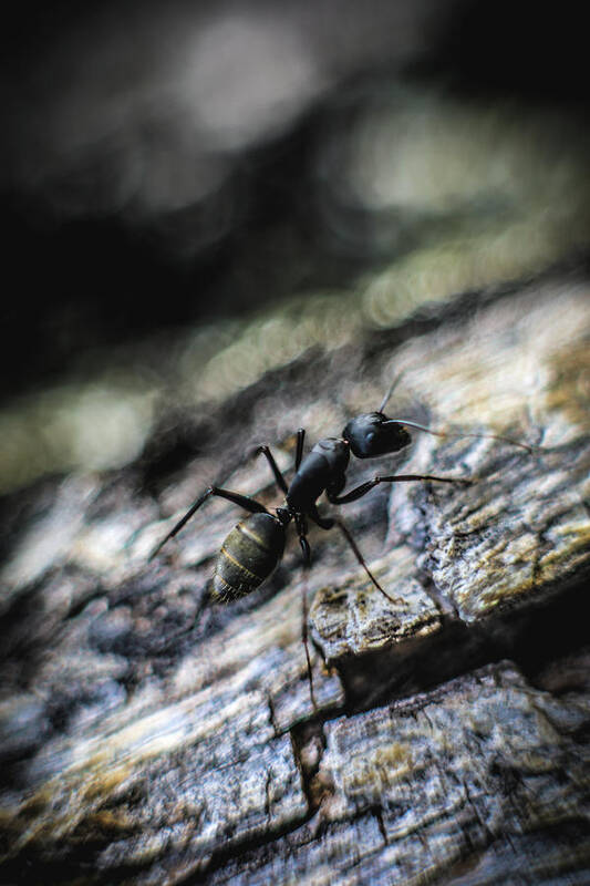 Ant Art Print featuring the photograph Dynamic by Hyuntae Kim