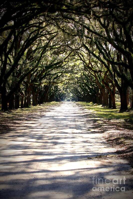 Live Oaks Art Print featuring the photograph Anticipation by Carol Groenen