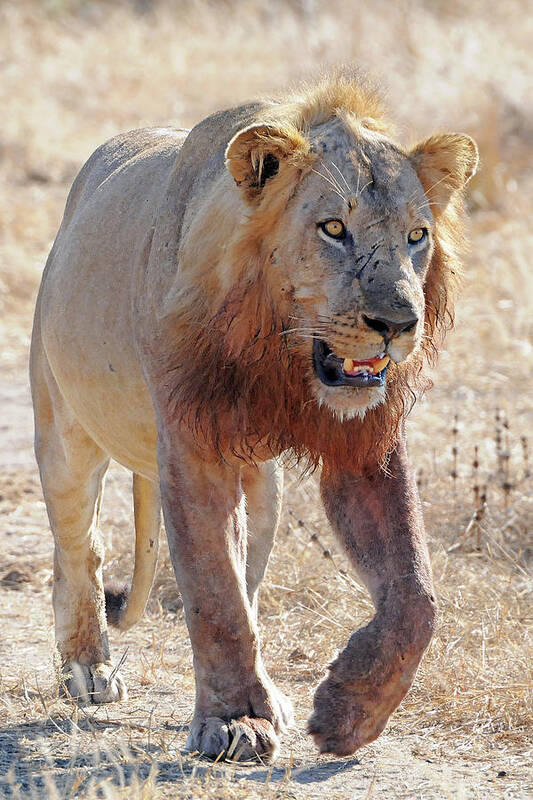 Lion Art Print featuring the photograph Approaching Lion by Ted Keller