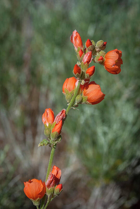 Wildflower Art Print featuring the photograph Apricot Mallow 3 by Rick Mosher