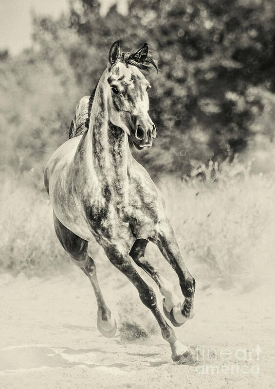 Horse Art Print featuring the photograph Arabian horse running on sunny meadow by Dimitar Hristov