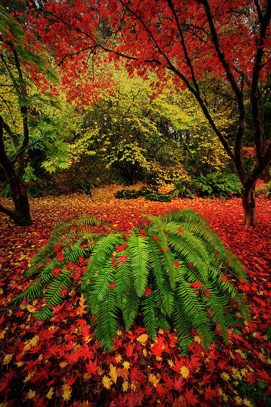 Seattle Art Print featuring the photograph Arboretum Primary Colors by Dan Mihai