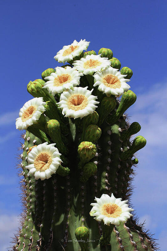 Arizona State Flower- The Saguaro Cactus Flower Art Print featuring the photograph Arizona State Flower- The Saguaro Cactus Flower by Tom Janca