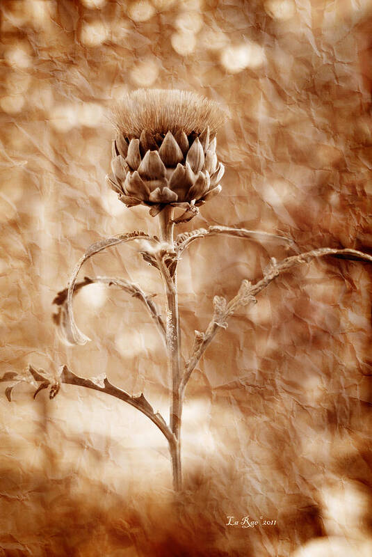 Flower Art Print featuring the photograph Artichoke Bloom by La Rae Roberts