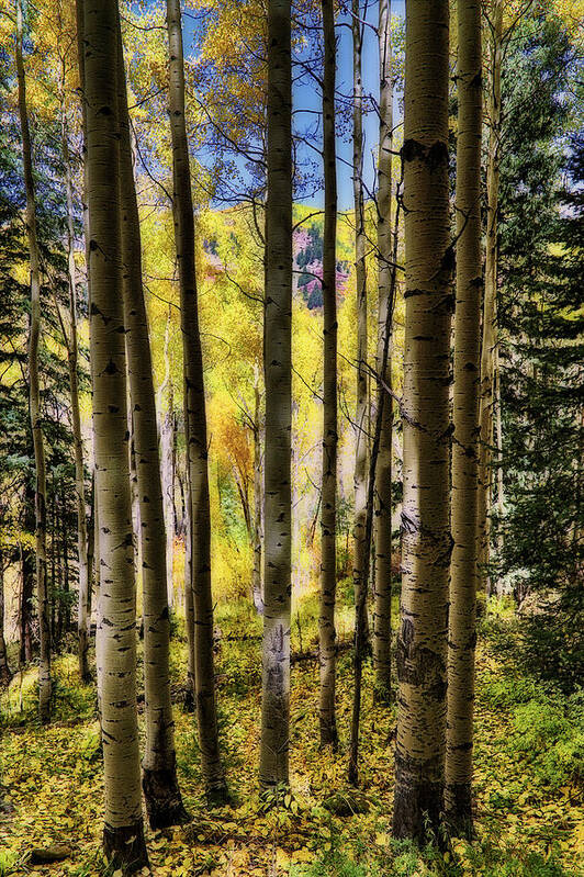 Colorful Colorado Art Print featuring the photograph Aspen Mood - Autumn - Colorful Colorado by Jason Politte