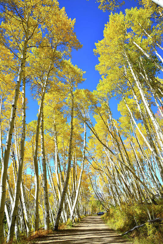 Colorado Art Print featuring the photograph Aspen Road by Ray Mathis