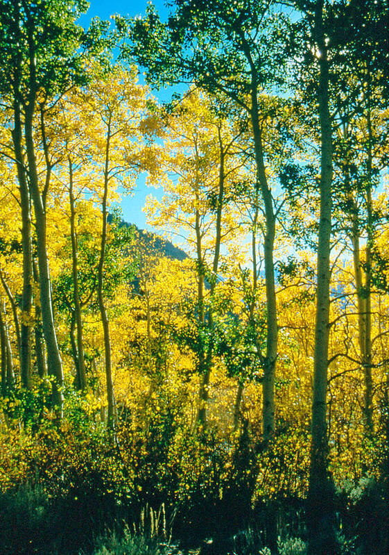 Aspens Art Print featuring the photograph Aspens in Mammoth by Gary Brandes