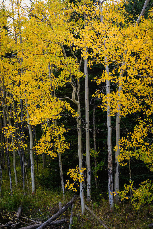 Jay Stockhaus Art Print featuring the photograph Aspens by Jay Stockhaus