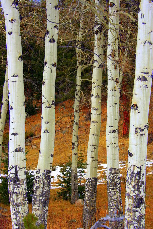 Aspens Art Print featuring the photograph Aspens of white by Julie Lueders 