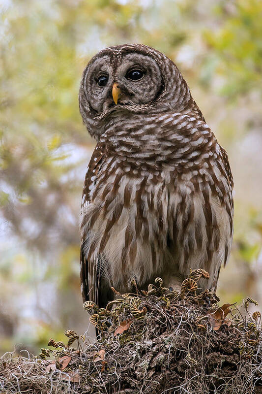 Barred Owl Art Print featuring the photograph Attentive by Sandy Sisti