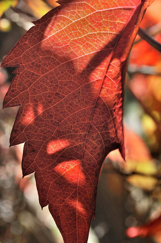 Nature Art Print featuring the photograph Auburn Autumn by Ron Cline