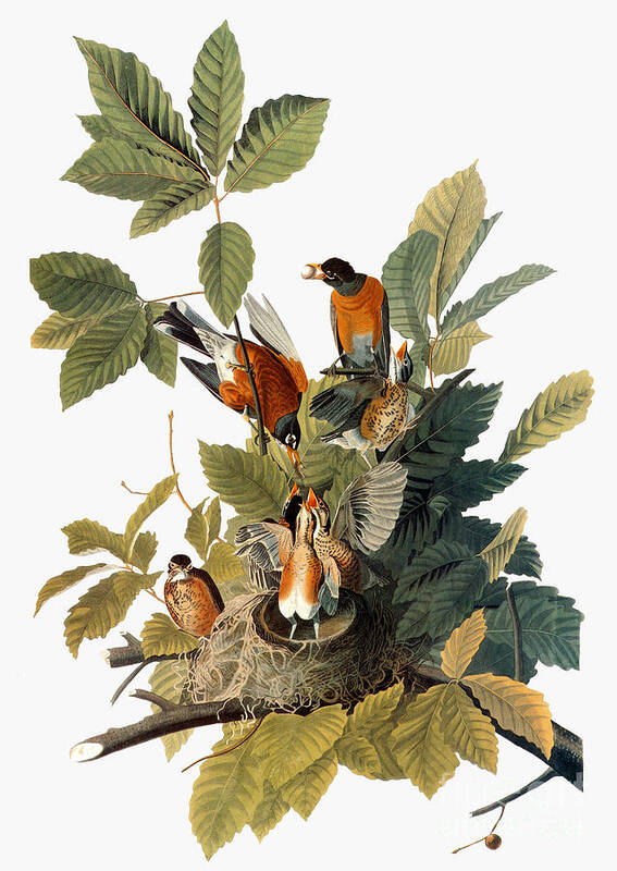 1838 Art Print featuring the photograph Audubon: Robin by Granger