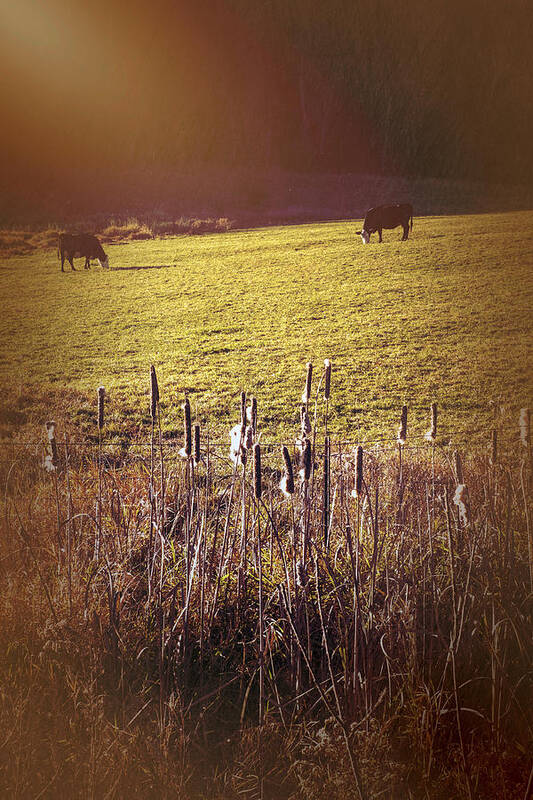 Vermont Autumn Art Print featuring the photograph Autumn Bovines by Tom Singleton