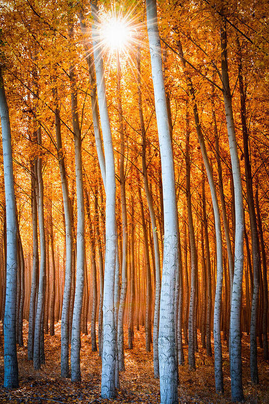 Fall Art Print featuring the photograph Autumn Canopy Burst by Dan Mihai