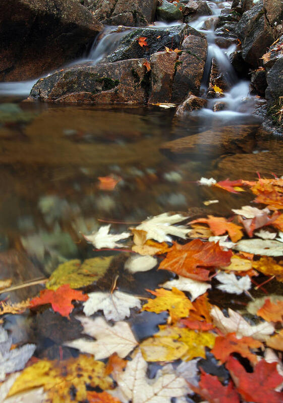 Autumn Art Print featuring the photograph Autumn Cascade by Juergen Roth