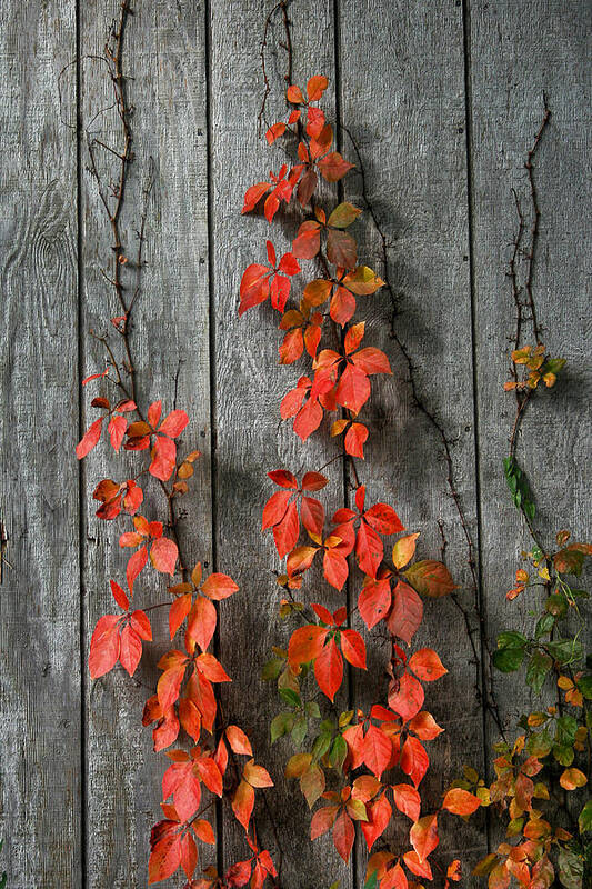 Vines Art Print featuring the photograph Autumn Creepers by William Selander