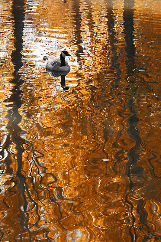Autumn Art Print featuring the photograph Autumn Goose Reflection by Brett Pelletier