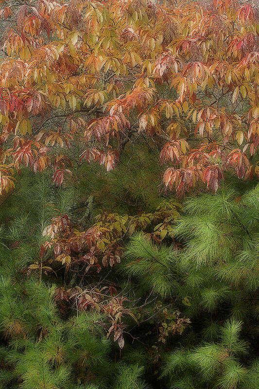 Leaves Art Print featuring the photograph Autumn Mixing by Mike Eingle