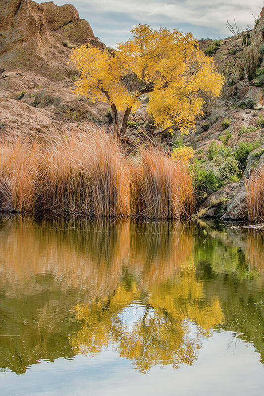 Tree Art Print featuring the photograph Autumn Reflection at Boyce Thompson Arboretum by Teresa Wilson