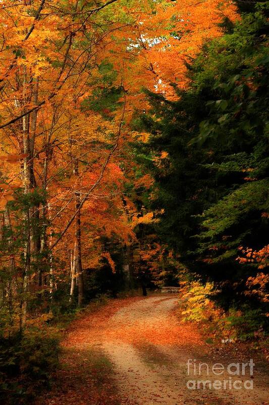 Landscape Art Print featuring the photograph Autumn Trail by Marcia Lee Jones