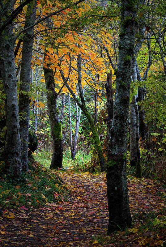 Autumn Trail Art Print featuring the photograph Autumn Trail by Randy Hall