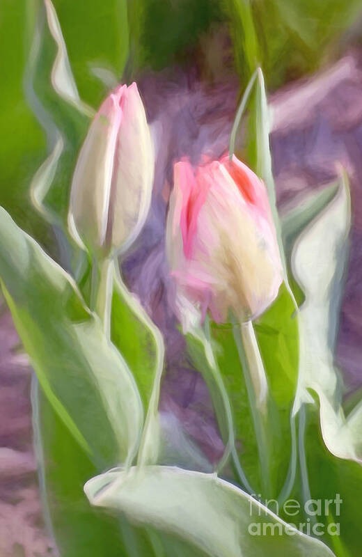 Tulips Art Print featuring the photograph Awaiting Opening Day by Kerri Farley