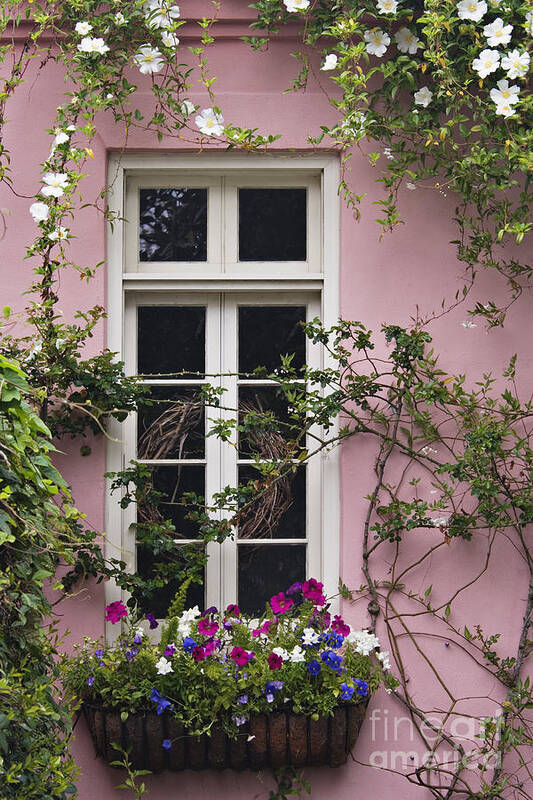 Petunia Art Print featuring the photograph Back Alley Window Box - D001793 by Daniel Dempster