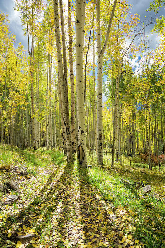 Aspen Art Print featuring the photograph Backlit Aspen Trail by Denise Bush
