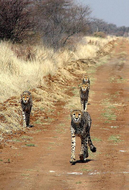 Africa Art Print featuring the photograph Bad Boys of Namibia by Diane Height