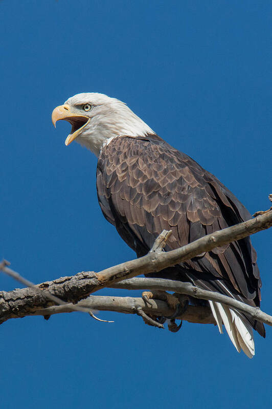 Eagle Art Print featuring the photograph Bald Eagle Makes Some Noise by Tony Hake